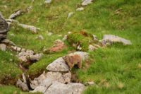 2015-06-24_03Murmeltiere (162).JPG